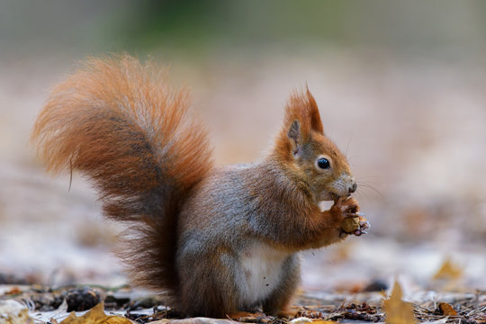 Squirrel with nut in its mouth