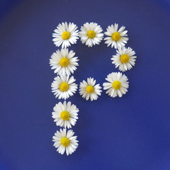 Letter P, Flower alphabet on blue background