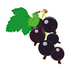 Ripe juicy berries of blackcurrant. Vector illustration.