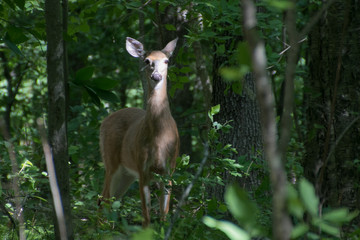 Deer In The Woods