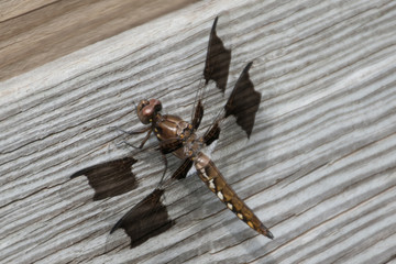 Black-Winged Dragonfly