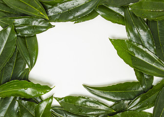 cornice natura  © Kateryna Kovarzh