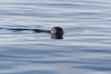 Harbour seal swimming, looking into camera