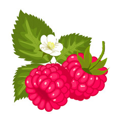 Ripe juicy berries of raspberry with leaves and flowers. Vector image.