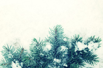 Green prickly branches were eaten on snow. New Year's winter background with fir-tree branches on snow