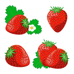 Ripe juicy berries of strawberry with leaves and flowers. Vector image.
