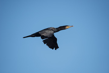 Cormorant, Phalacrocorax carbo