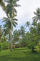 Green garden lawn and palm trees in December in Sri Lanka, Asia.
