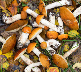 Bunch of Fresh Edible forest Mushrooms of Boletus (Leccinum aurantiacum) Lying On the Ground. Top View Closeup
