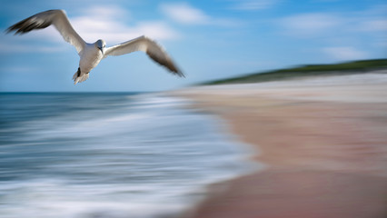 Vogel im Flug am Strand Bewegung