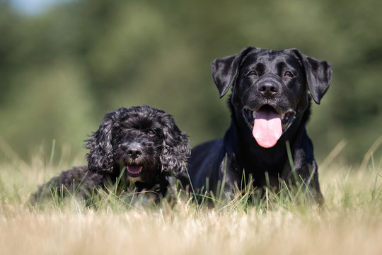 Cocker spaniel and labrador dogs