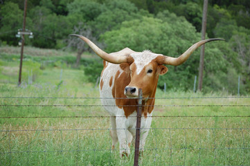 Head on  view of Young Texas Longhorn looking at photographer