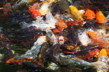 Obraz na płótnie Canvas Karp fish in pond
