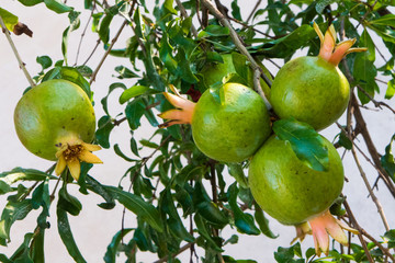 Quatro romãs amadurecendo