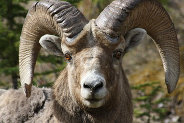 Obraz premium Nature at its best in Canada - Big horn sheep