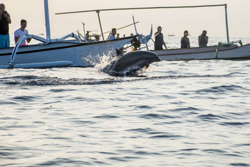 Bali free Dolphin Watching boat Lovina Beach 2