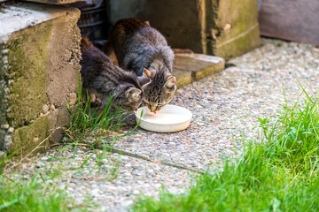 Cats eating from a plate