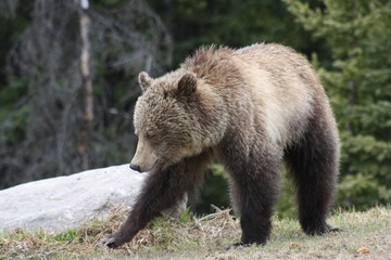 Fototapeta na wymiar Young Grizzly Bear in Canada