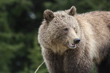 Naklejka na ściany i meble Young Grizzly Bear in Canada