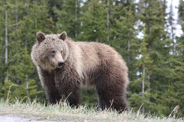 Young Grizzly Bear in Canada