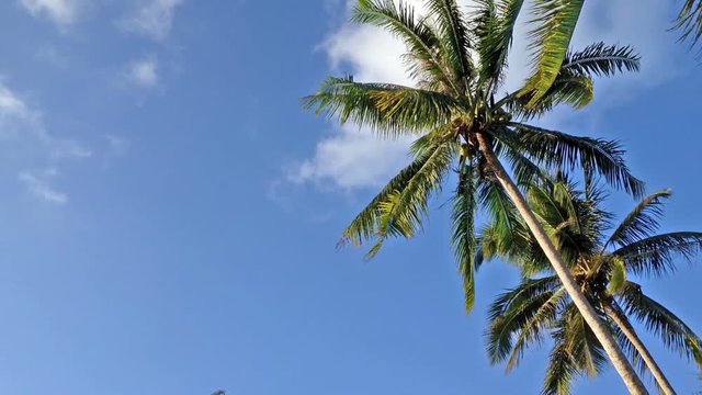 FULL HD SLOW MOTION of Coconut tree and blue sky
