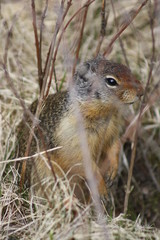 Curious little Canadian meerkat 