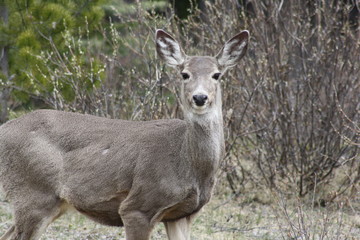 Naklejka na ściany i meble Deer in Banff Nationalpark, Canada