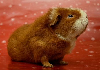 Cavia © grzybomir