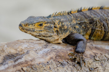 Iguana Común. 