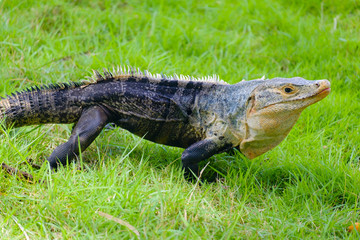 Ctenosaur Negro.Iguana Común de cola espinosa