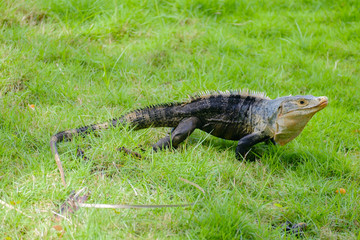 Iguana de cola espinosa