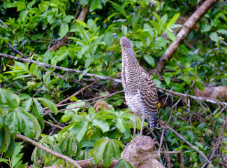 Garza Tigre en Tortuguero