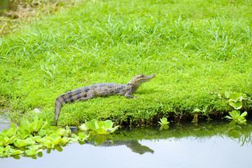 Caimán Salvaje