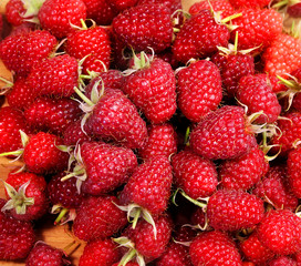 Delicious red raspberries