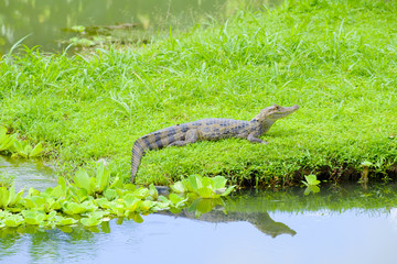 Caimán al sol