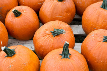 Halloween orange pumpkins in store just ready for sale