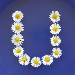 Fototapeta premium Letter U, Flower alphabet on blue background