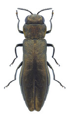 Beetle Agrilus salicis on a white background