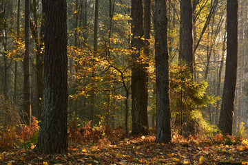 Autumn forest