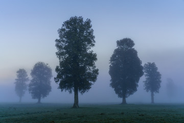The Morning Mist