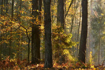 Autumn forest
