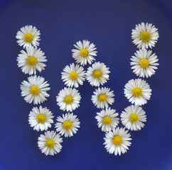 Letter W, Flower alphabet on blue background
