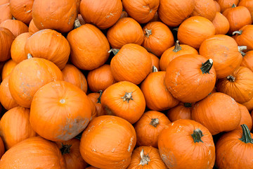 Halloween orange pumpkins in store just ready for sale