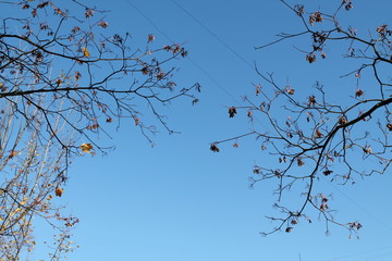 A pattern of autumn branches against blue sky