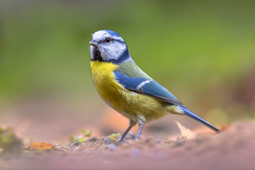 Eurasian blue tit walking on forest floor