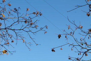 A pattern of autumn branches against blue sky
