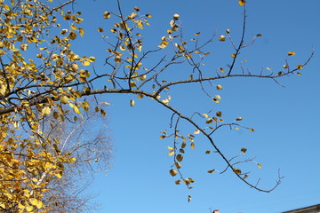 A pattern of autumn branches against blue sky