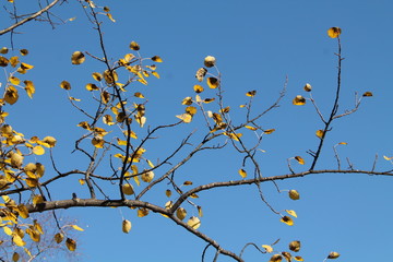 A pattern of autumn branches against blue sky