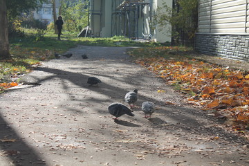 Birds walking in the yard
