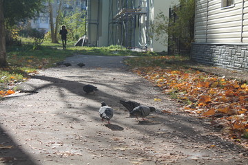 Birds walking in the yard